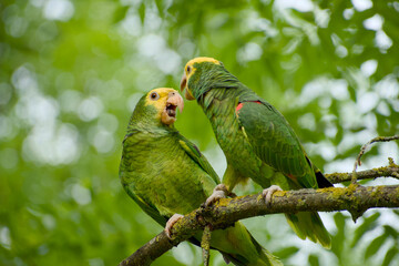Yellow-headed amazon parrots socializing on a tree branch, macro view
