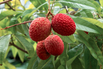 赤く熟したライチの果実