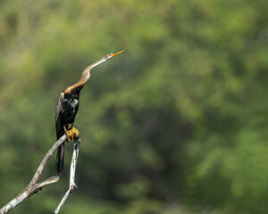 A Oriental Darter