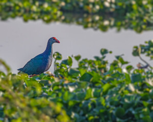 A Purple Swamphen