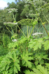 Obraz premium The dangerous and poisonous plant Heracleum sosnowskyi grows in nature