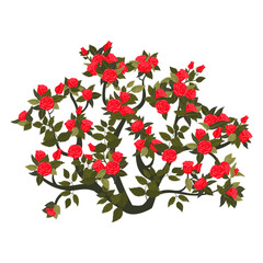 Round bush with blooming red roses. Vector illustration isolated on white background.