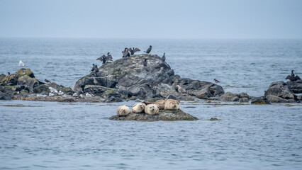 Seals resting on a rock near Lendalfoot in Ayrshire,Scotland