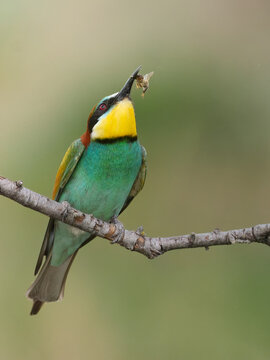 Bee eater eating on perch