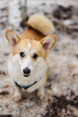In a snowy landscape, a playful corgi stands proudly, showcasing its fluffy coat and delightful personality