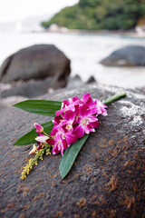 Delicate pink orchid flowers and green leaves resting on a rock by the sea. The scene conveys a peaceful and serene atmosphere, perfect for themes of nature, relaxation, and tropical beauty.