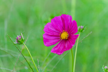 Obraz premium 緑の背景に映える一輪のピンクのコスモス