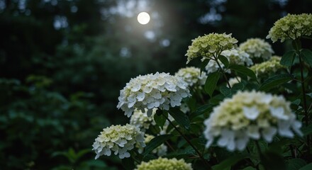 White hydrangea blossoms bask under a glowing light against a dark green background