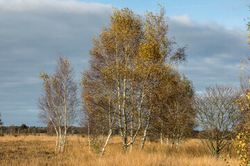 landscape with grass and birch trees with yellow leaves  under a clouded sky on the nature area Dwingeler Heide in autumn