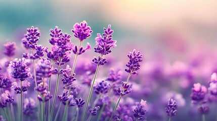 Obraz premium Beautiful lavender blossoms in soft focus with gentle background