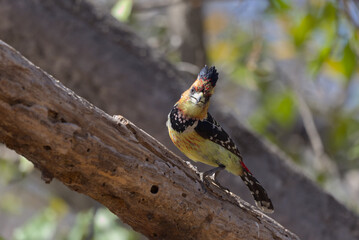 Crested Barbet (Trachyphonus vaillantii) perched on branch. Taken in Kruger National Park, South Africa.