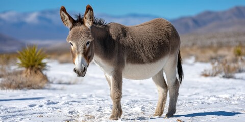 Desert wildlife, a wild burro enduring the harsh winter conditions. 