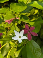 Pink and white Rangoon Creeper (Quisqualis indica) flowers blooming among bright green leaves in sunlight, tropical gardening. 
