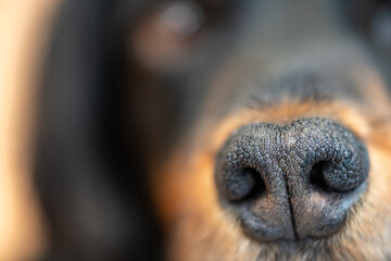 A close up of the black nose of a black and tan cocker spaniel, showing the details of the nasal...