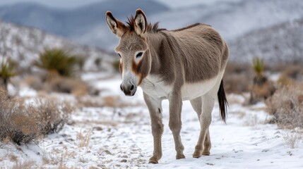 Wild burro roaming in the snow-covered desert during winter. 
