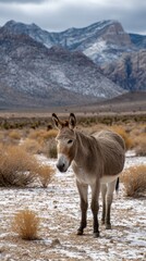 Winter scene desert featuring a wild burro against the dramatic, snow-dusted desert landscape. 