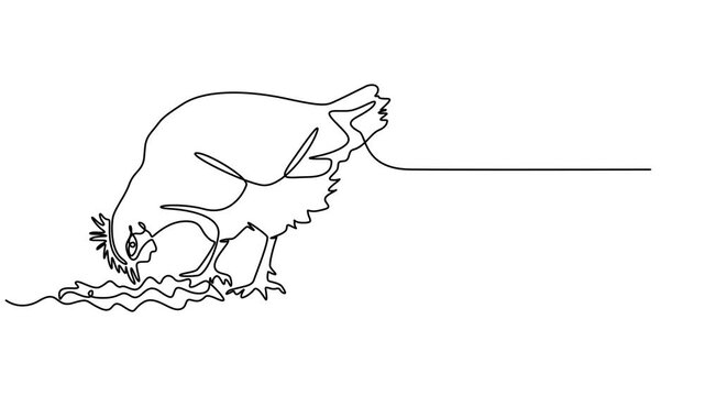 Self drawing animation of continuous one line drawing chicken foraging for food. National Farm Animals Day. Continuous line design graphic illustration, Full length single line animation, minimalist.