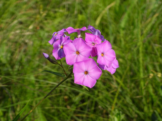 Smooth Phlox - Phlox glaberrima ssp. interior - Native North American Prairie Wildflower in Bloom