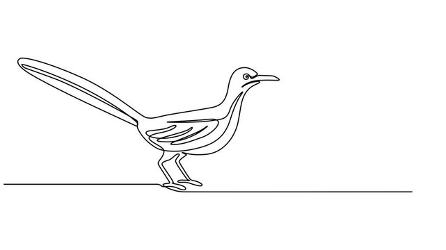 roadrunner bird animation continuous one line drawing, Full length one line animation. 4K, Animated self drawing of continuous line draw roadrunner bird. One line drawing animation with alpha channel.