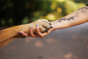 Close up of a hand holding a dog`s paw