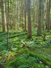 Mossy temperate wood ground with sun shining through trees