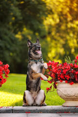 Working gray german shepherd dog showing a trick near the red flowers
