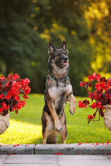 Working gray german shepherd dog showing a trick near the red flowers