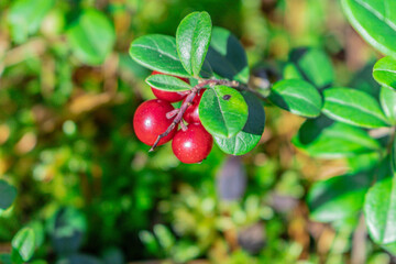 ripening lingonberries in a forest.