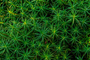 Selective focus green sprigs of club moss growing on the forest floor. Blurred background. Abstract light spots.