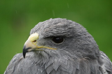Chilean blue buzzard eagle