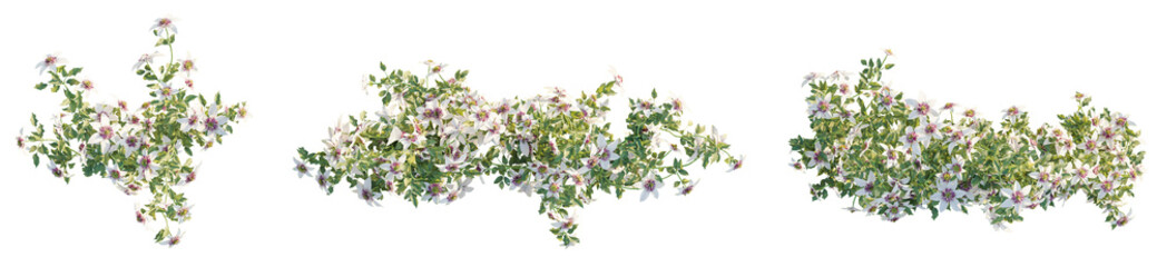 Clematis florida Tree plan, top view, cutout, transparent background, isolate, Beautiful climbing plant with white flowers and green leaves detail