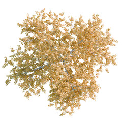 American Sycamore Tree plan, top view, cutout, transparent background, isolate, Golden autumn tree top view for architectural rendering element