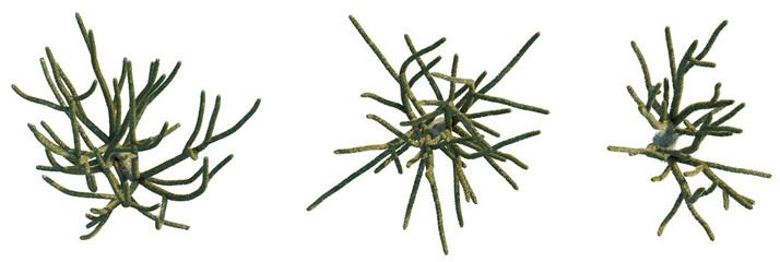 Alluaudia ascendens Tree plan, top view, cutout, transparent background, isolate, Three captivating cacti thriving in arid landscapes show resilience © DH Tree Stock