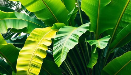 Large vibrant green banana tree leaves, tropical foliage, biology, paradise