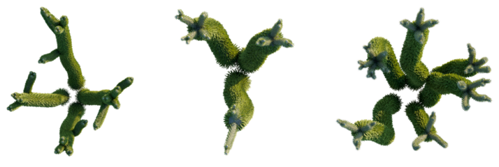 Alluaudia procera Tree plan, top view, cutout, transparent background, isolate, Unique tree fractal design for creative festive season decorations