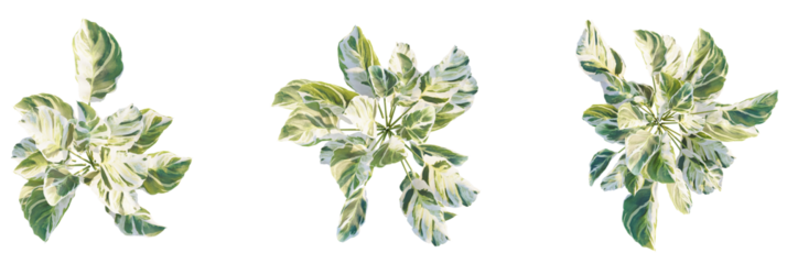Calathea fusion white Tree plan, top view, cutout, transparent background, isolate, Three vibrant variegated plants add a fresh, natural touch to designs