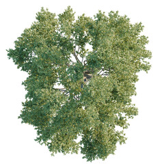 Robinia Tree plan, top view, cutout, transparent background, isolate, Lush green tree canopy overhead view for landscape designs and concepts © DH Tree Stock
