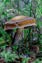 Golden-orange mushrooms grow from a decaying log in a serene forest setting. The textured fungi contrast beautifully against the rough bark, while tall trees in the blurred background add depth..