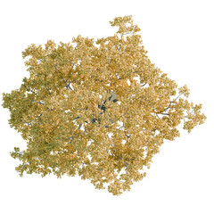 Liriodendron Tree plan, top view, cutout, transparent background, isolate, Aerial view of an autumn tree with golden foliage, serene nature design