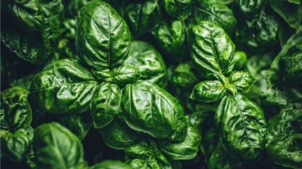 Fresh basil leaves close up in lush green botanical setting
