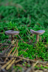 Golden-orange mushrooms grow from a decaying log in a serene forest setting. The textured fungi contrast beautifully against the rough bark, while tall trees in the blurred background add depth..