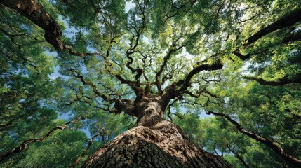 Fototapeta premium Majestic tree canopy stretching towards the sky, sunlight filtering through leaves