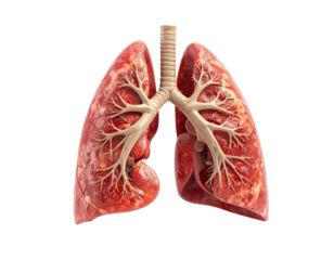 Detailed anatomical illustration of a human pair of lungs.  