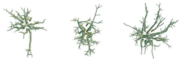 Portulacaria namaquensis Tree plan, top view, cutout, transparent background, isolate, Abstract coral structures create an artistic, unique design element