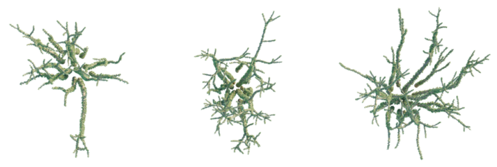 Portulacaria namaquensis Tree plan, top view, cutout, transparent background, isolate, Abstract coral structures create an artistic, unique design element