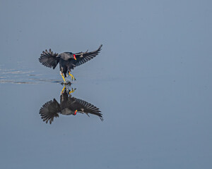 A Eurasian waterhen