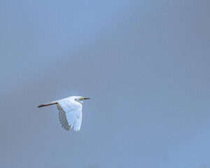 A Egret