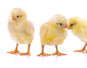 Group yellow little chickens.