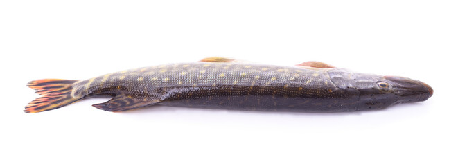 One big pike.