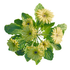 Gerbera Tree plan, top view, cutout, transparent background, isolate, Cheerful light yellow gerbera daisies bouquet with lush green leaves
